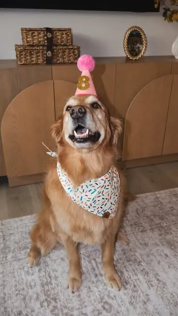 Golden retriever Daisy in a birthday hat